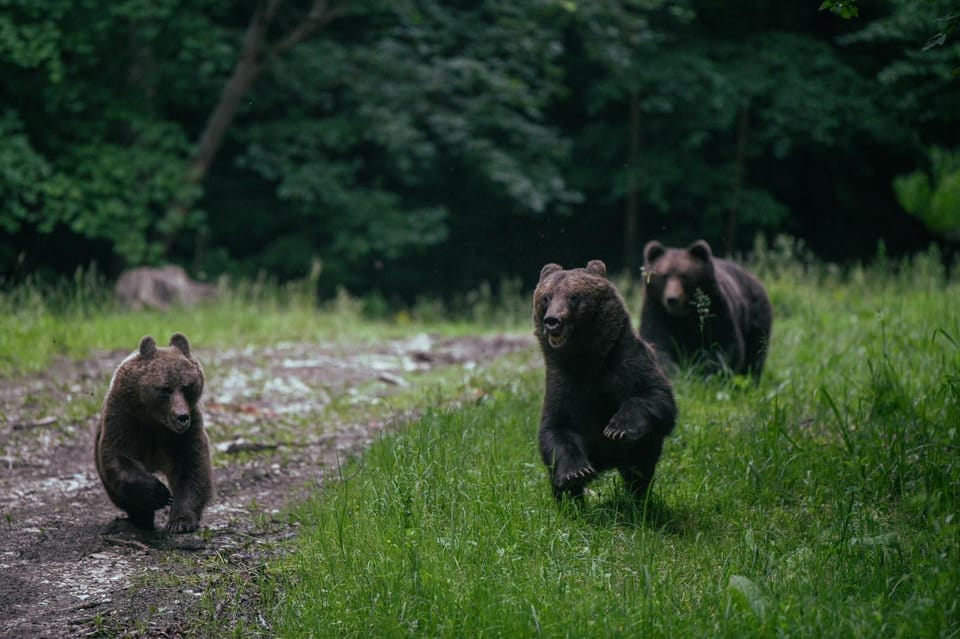 From Brasov: Brown Bear Watching in the Carpathian Mountains - Good To Know