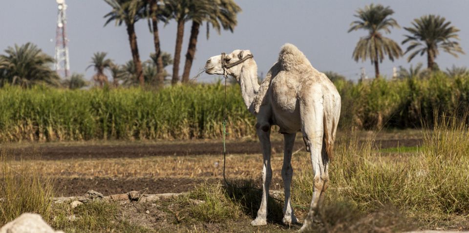 From Cairo: Fayoum Oasis and Wadi Al Rayan Guided Tour - Good To Know