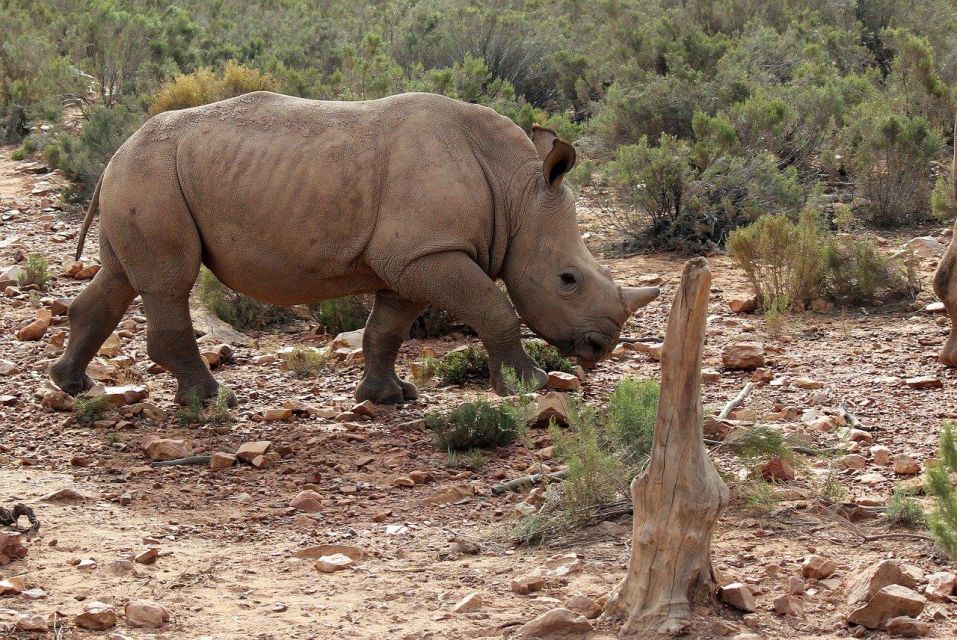 From Cape Town: Aquila Game Reserve Safari Tour With Lunch - Good To Know