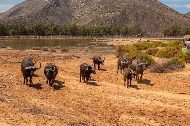 From Cape Town: Aquila Game Reserve Safari With Transfers - Good To Know