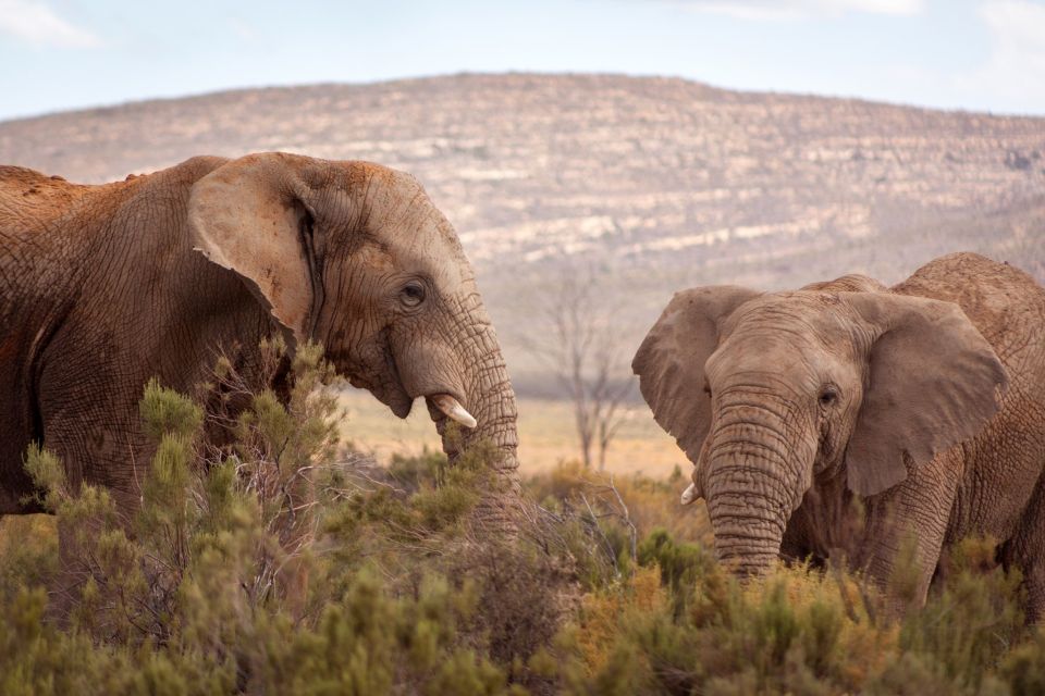 From Cape Town: Big Five Sunset Safari - Good To Know