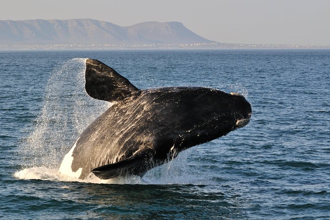 From Cape Town: Full Day Guided Hermanus and Whale Tour - Good To Know