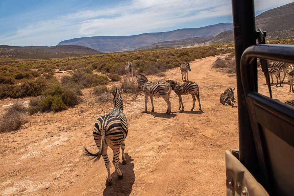 From Cape Town: Group Transfer Only to Aquilla Game Reserve - Good To Know