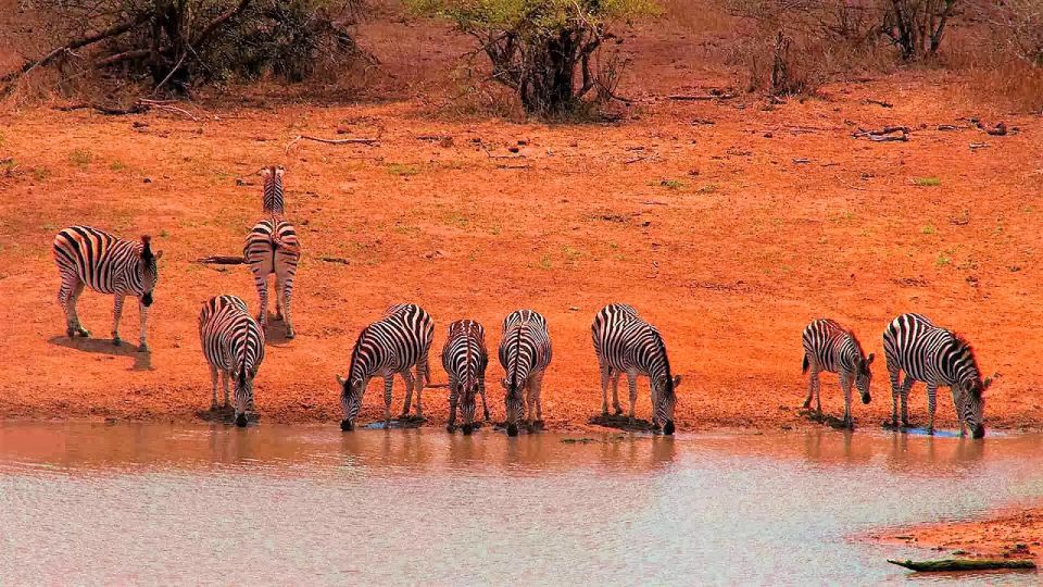 From Cape Town: Kruger National Park 2-Day Safari Trip - Good To Know