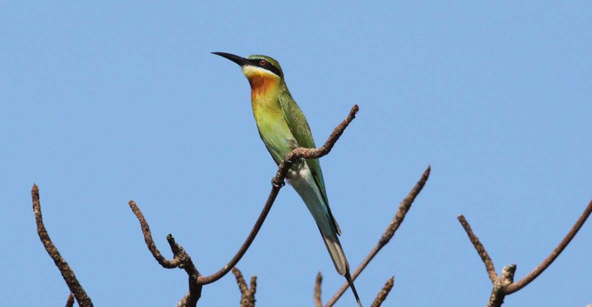 From Colombo: Muthurajawela Sanctuary Bird Watching Tour - Good To Know