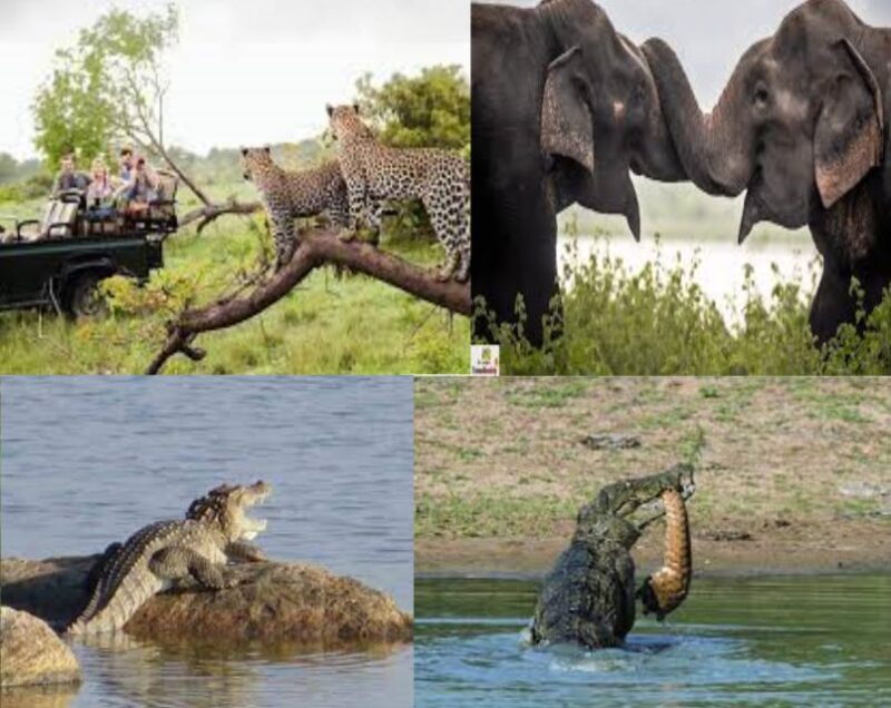From Colombo To Yala National Park Safari Tour - Good To Know