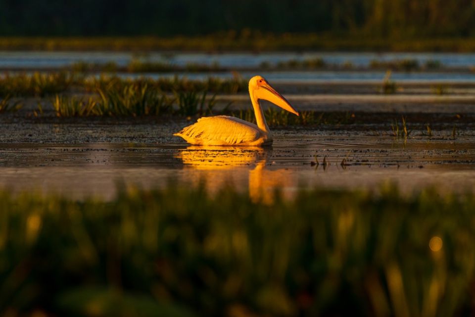 From Constanta: Day Trip to the Danube Delta - Good To Know