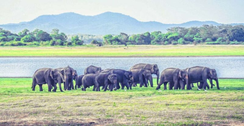 From Dambulla: Full Day Safari at Minneriya National Park - Good To Know