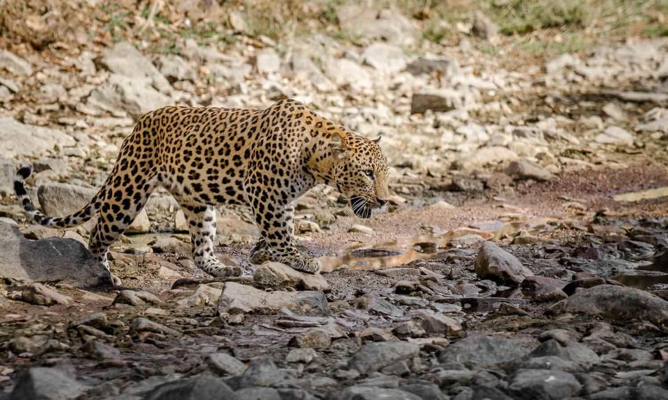 From Delhi: 3-Day Leopard Safari and Golden Triangle Tour - Good To Know