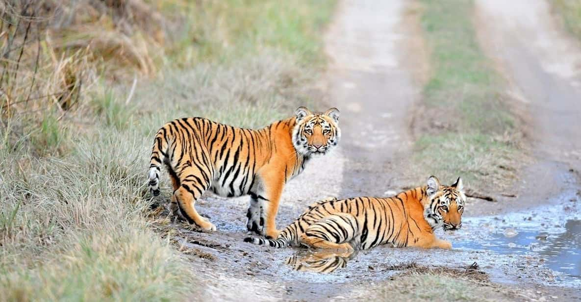 From Delhi: 3-Day Ranthambore Tiger Safari Tour - Good To Know