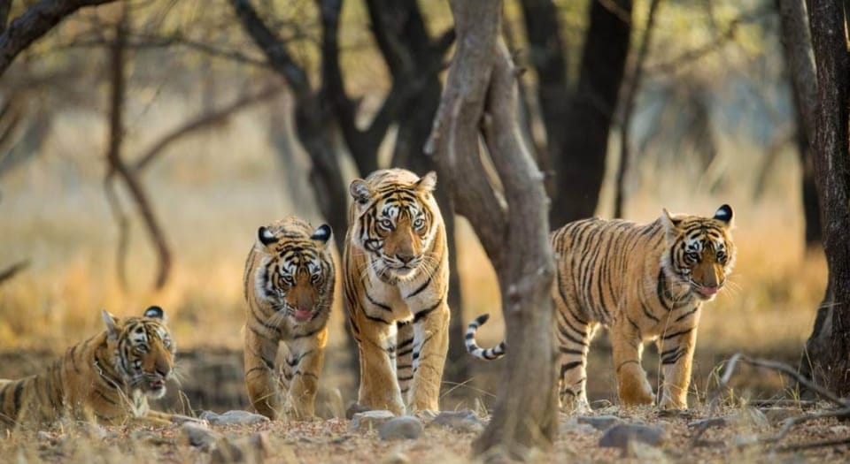 From Delhi 3 Days Tour of Ranthambore Tiger Safari - Good To Know