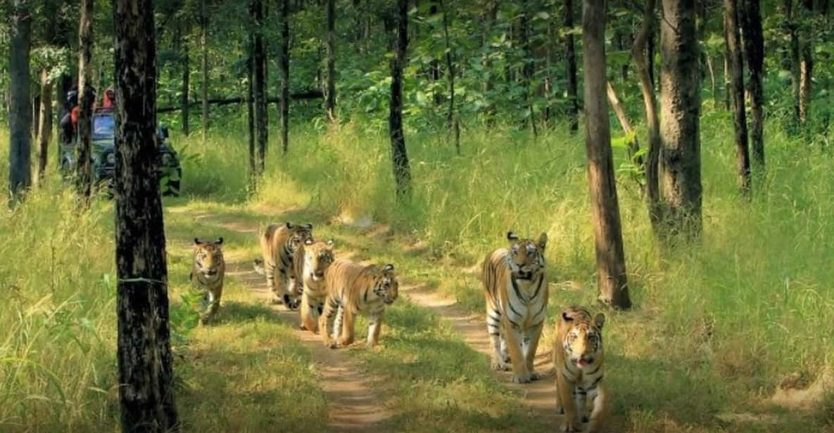 From Delhi: Tiger Safari and Golden Triangle Tour - Good To Know