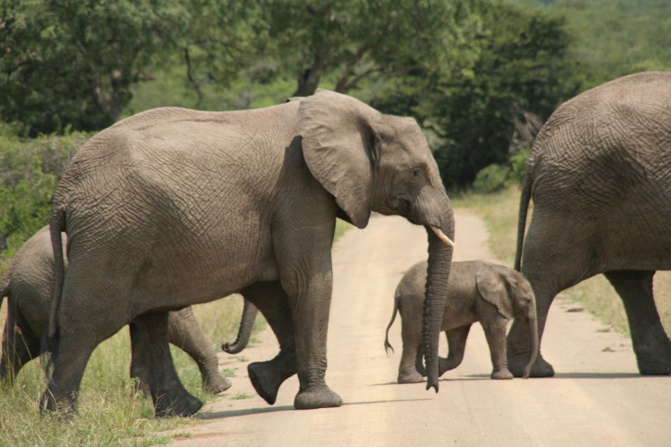 From Durban: Hluhluwe Imfolozi Game Reserve Day Trip - Good To Know