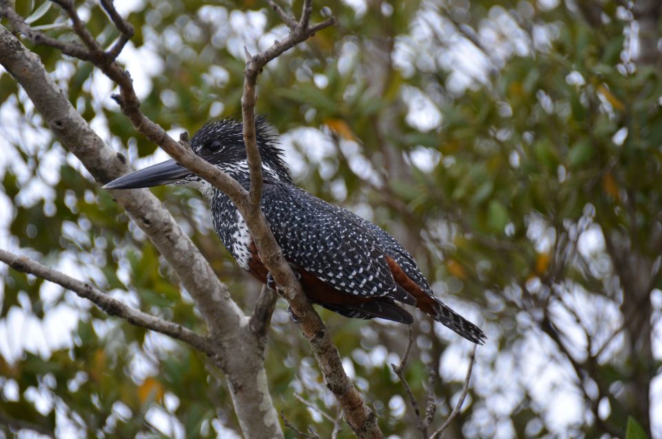 From Durban: St. Lucia Wetlands Boat Ride - Good To Know