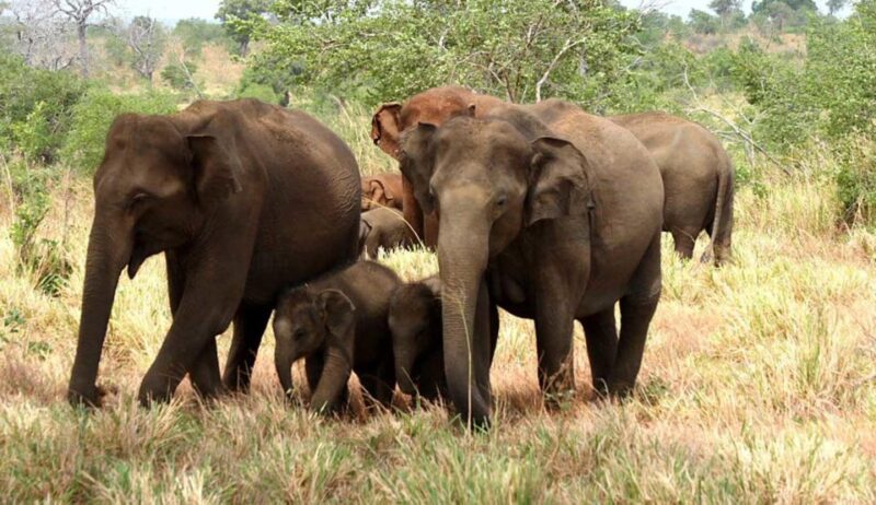 From Ella :- Udawalawa Safari & Elephant Transit Home Tour - Good To Know