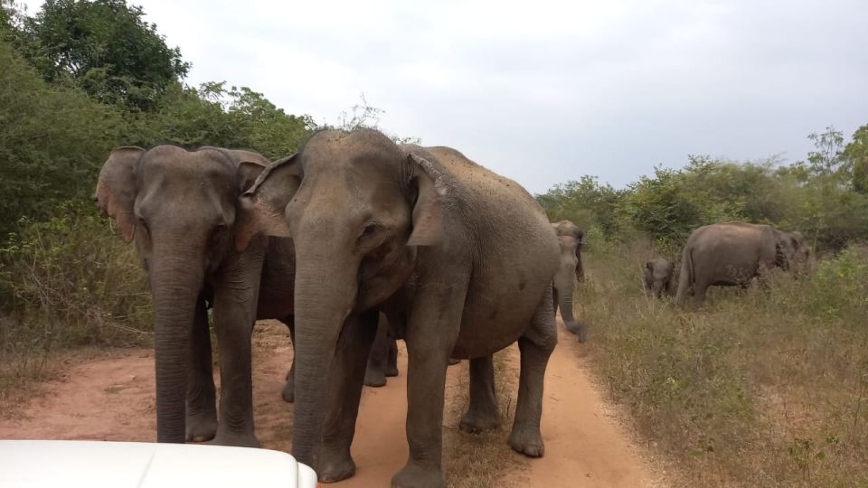 From Ella: Udawalawe National Park Safari Tour - Good To Know