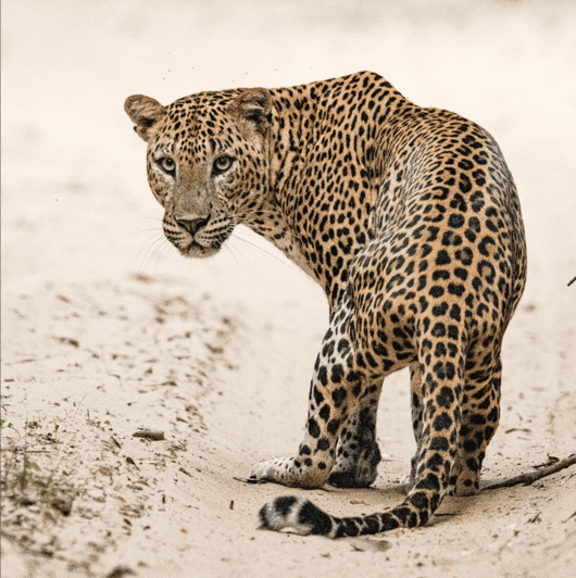 From Ella: Yala Safari & Transfer to Mirissa/Unawatuna/Galle