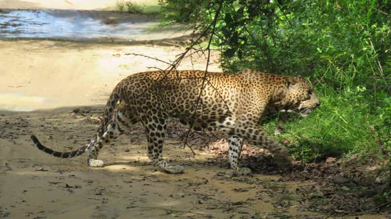 From Galle/ Mirissa/ Hikkaduwa - Yala National Park Safari - Good To Know