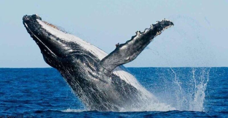 From Galle/Unawatuna: Whales & Dolphin Watching Adventure - Good To Know