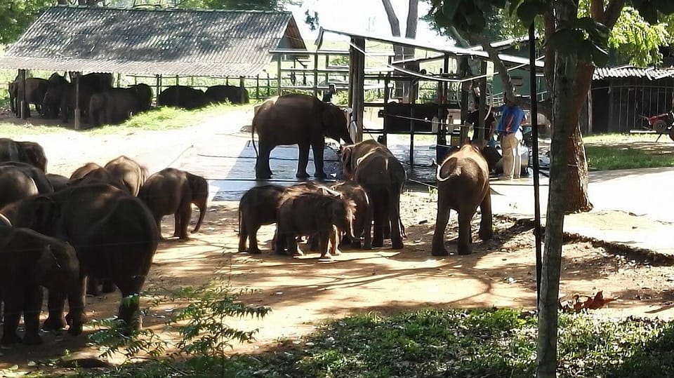 From Hambantota Port : Yala National Park Safari - Good To Know