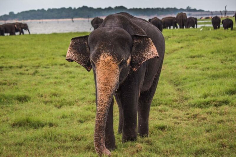 From Hikkaduwa/Galle/Weligama/Mirissa: Udawalawe Safari Tour - Tour Overview