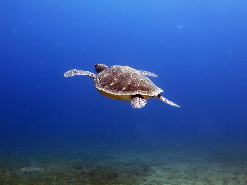From Hurghada: Snorkeling Trip in Abu Dabbab With Transfers