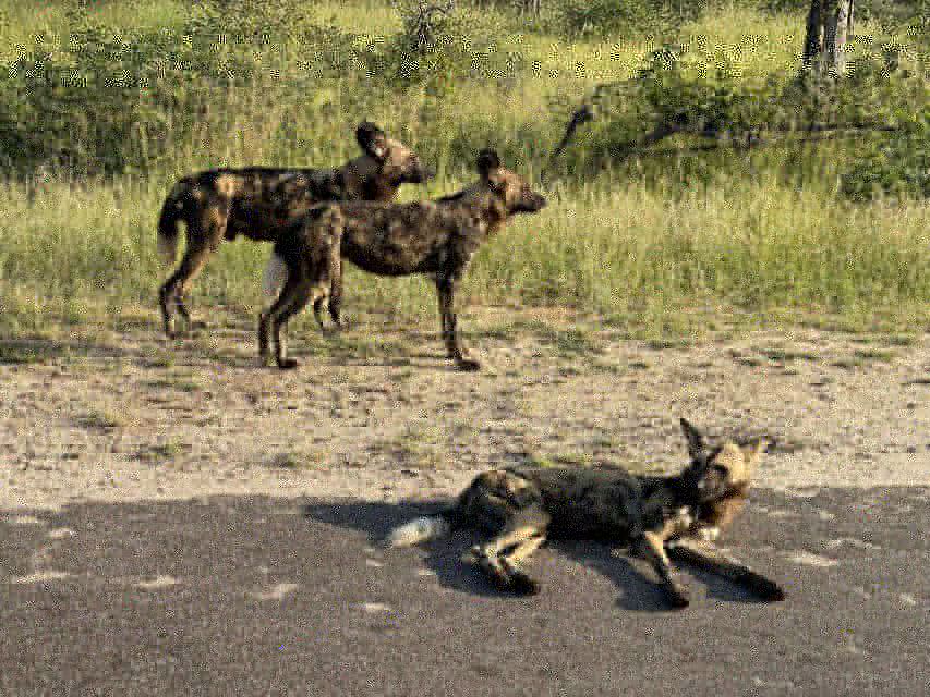 From Johannesburg : 3 Day Kruger National Park BIG 5 Safari - Good To Know