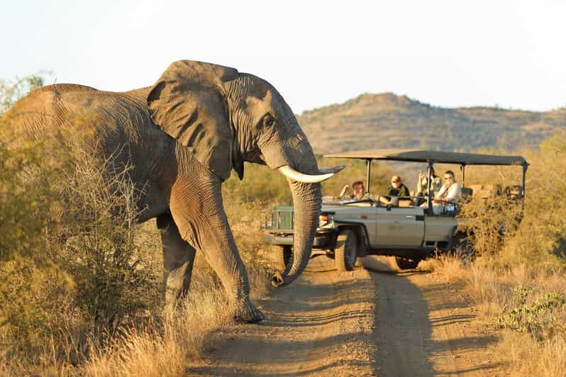 From Johannesburg : 4 Day Madikwe Reserve Luxury Safari - Good To Know