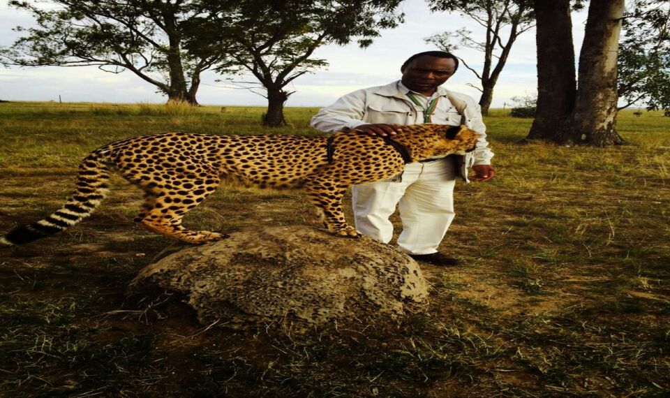 From Johannesburg: A.V.D Cheetah Centre Half Day Tour - Good To Know