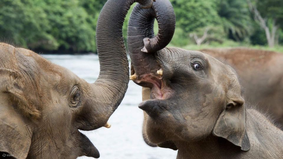 From Kandy: Sigiriya/Dambulla and Minneriya Park Safari - Good To Know