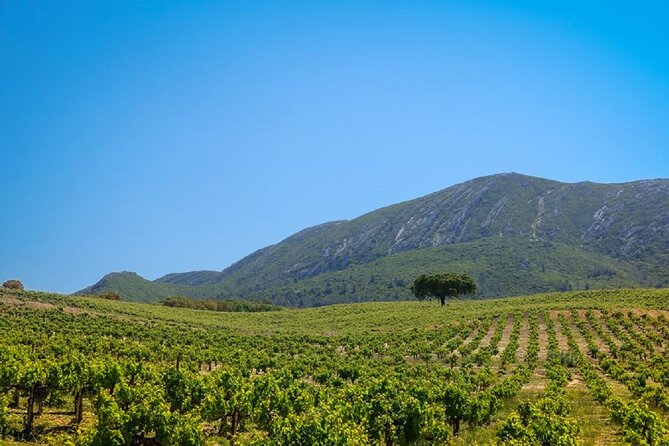 From Lisbon: Cristo Rei, Arrabida & Setubal Full-Day Group Tour