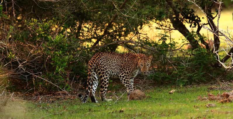 From Negombo: Full Day Wilpattu National Park Safari + Meals - Good To Know