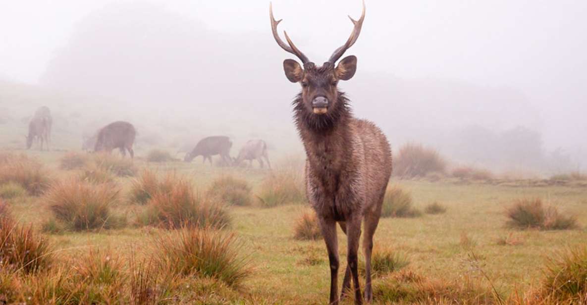 From Nuwara Eliya: Horton Plains Trekking & Tea Factory Tour - Good To Know