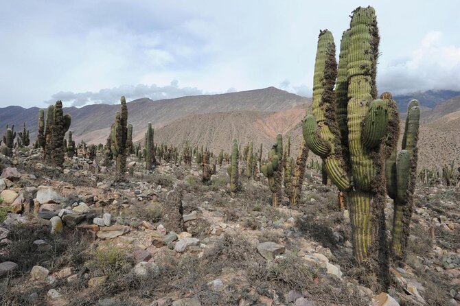 From Quebrada De Humahuaca to Yungas Jungle by the Qhapac Ñan - Good To Know