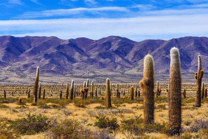 From Salta: Full-Day Tour to Cachi and Los Cardones National Park - Good To Know