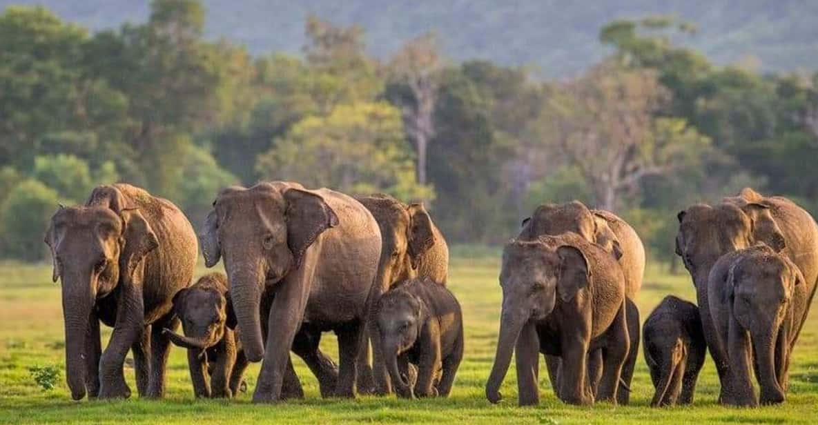 From Sigiriya: Minneriya National Park Elephant Safari - Good To Know