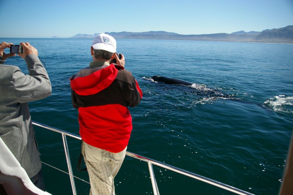 From Stellenbosch: Hermanus Whale Route Tour - Good To Know