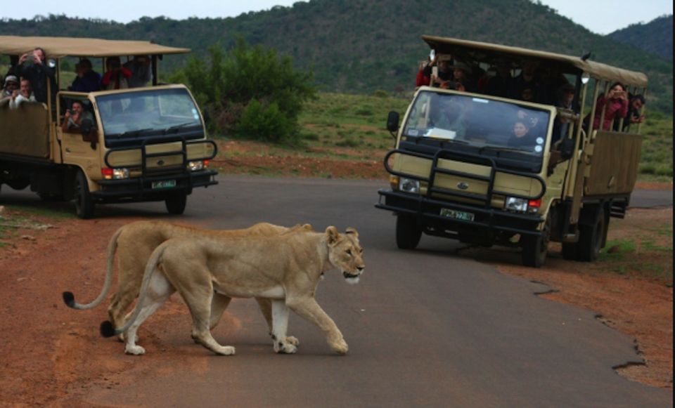 From Sun City: Pilanesberg National Park 3-Hour Game Drive - Tour Overview