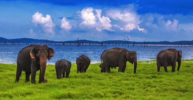 From Udawalawe :-National Park Thrilling Half-Day Safari - Good To Know