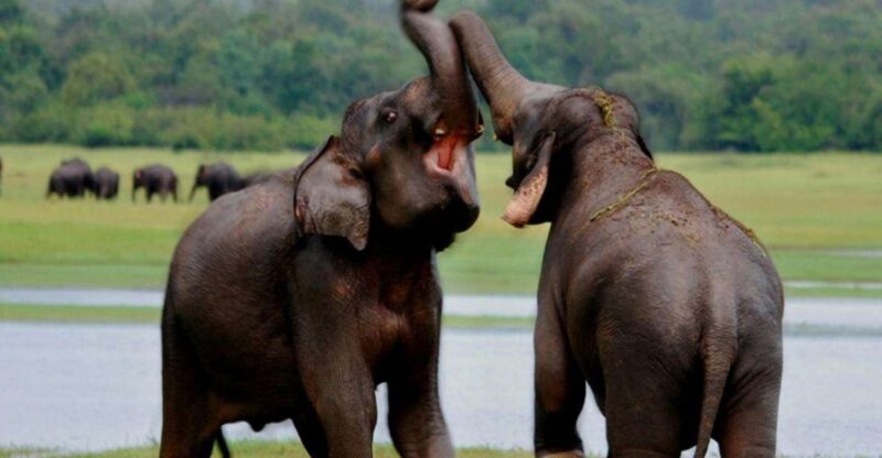 From Udawalawe: Safari at Udawalawe National Park - Good To Know