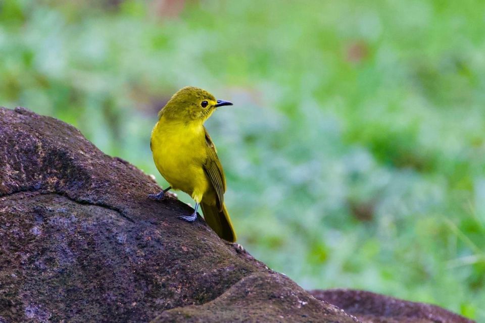 From Udawalawe:Sinharaja Rain Forest Private Day Tour - Good To Know