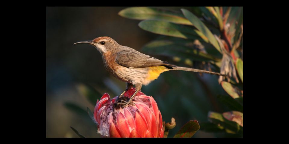 From Underberg: Specialist Sani Pass Guided Birding Tour - Tour Overview