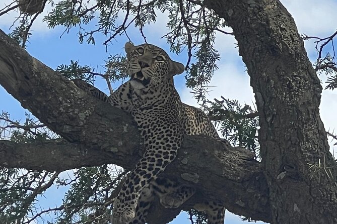 From Victoria Falls: Chobe National Park Small Group Tour - Good To Know