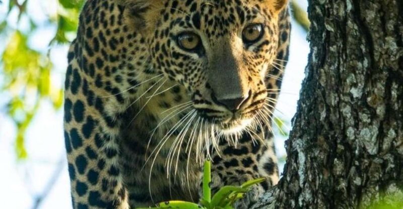 From Yala :- Yala National Park Thrilling Half-Day Safari - Good To Know