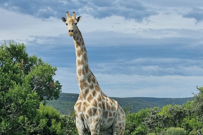 Full-Day Addo Elephant Park & Giraffe Walk Safari - Tour Overview