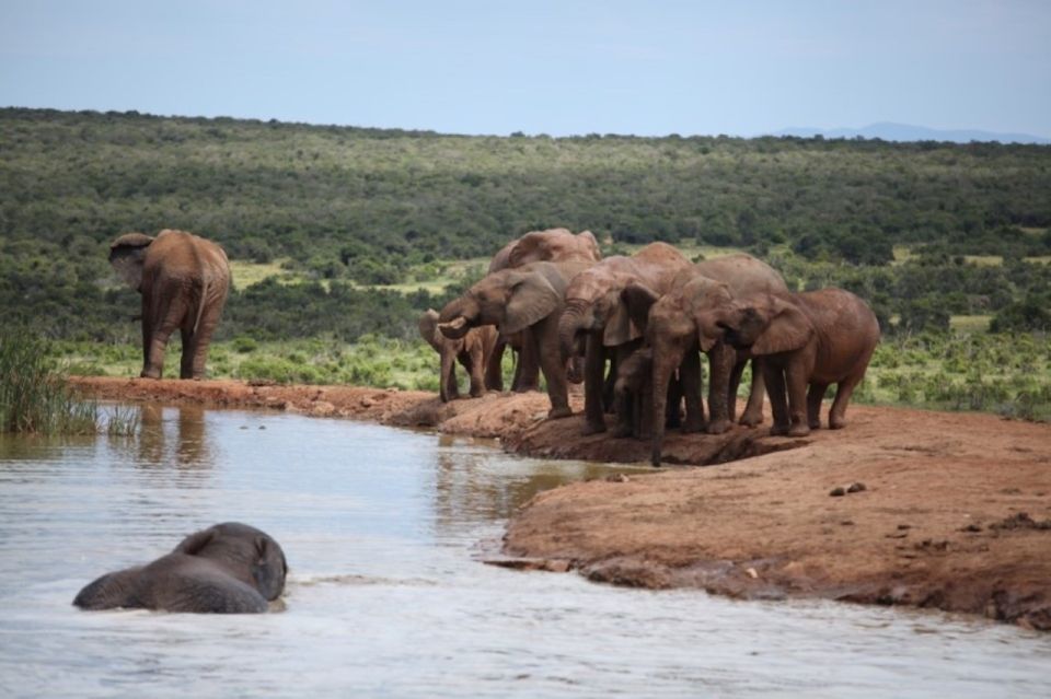 Full-Day All Inclusive Safari With Traditional Braai Lunch - Good To Know