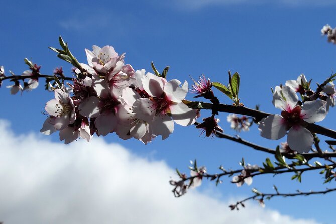 Full-Day Almond Blossom Trail in Tenerife - Good To Know