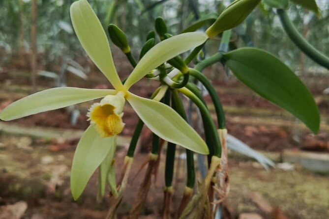 Full Day at Hacienda Cacaoymango and Vanilla Greenhouse. - Good To Know