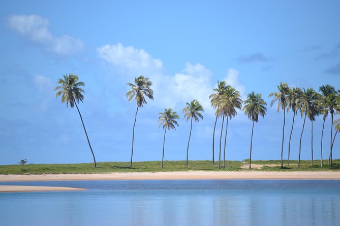 Full-Day Beach Hopping Tour From Salvador to Praia Do Forte - Itinerary Highlights