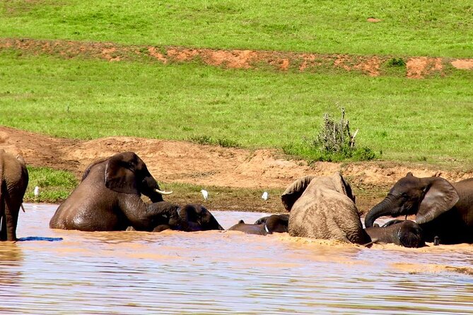 Full Day Big 5 Addo Safari - Good To Know